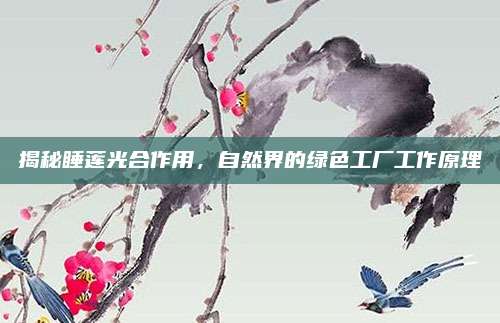 揭秘睡莲光合作用，自然界的绿色工厂工作原理