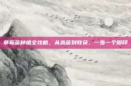 草莓苗种植全攻略，从选苗到收获，一步一个脚印
