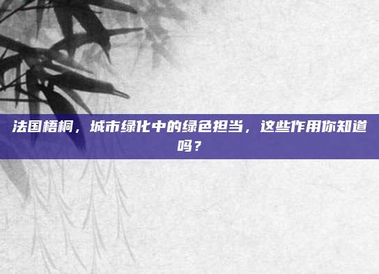 法国梧桐，城市绿化中的绿色担当，这些作用你知道吗？