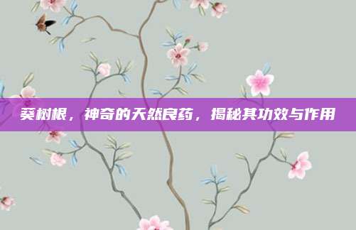 葵树根，神奇的天然良药，揭秘其功效与作用