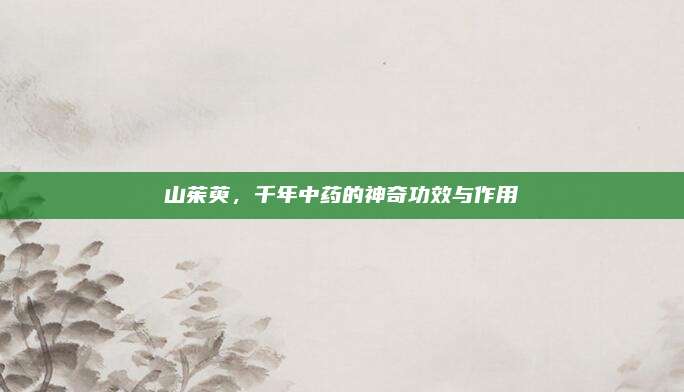 山茱萸，千年中药的神奇功效与作用