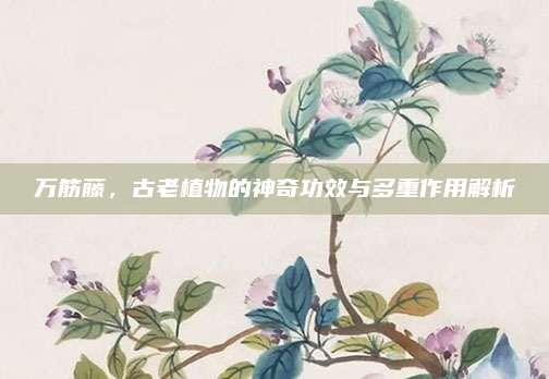 万筋藤，古老植物的神奇功效与多重作用解析