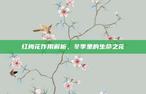 红梅花作用解析，冬季里的生命之花