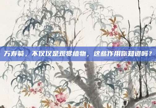 万寿菊，不仅仅是观赏植物，这些作用你知道吗？