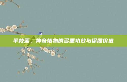 半枝莲，神奇植物的多重功效与保健价值