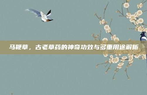 马鞭草，古老草药的神奇功效与多重用途解析