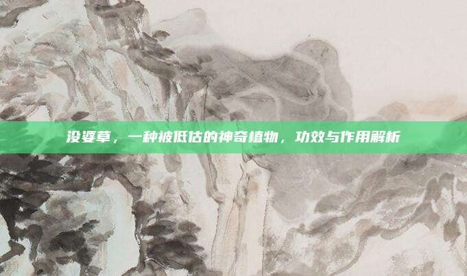 没婆草，一种被低估的神奇植物，功效与作用解析