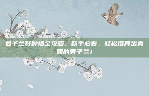 君子兰籽种植全攻略，新手必看，轻松培育出美丽的君子兰！