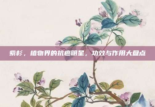 紫杉，植物界的抗癌明星，功效与作用大盘点