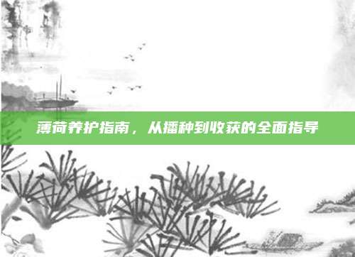 薄荷养护指南，从播种到收获的全面指导
