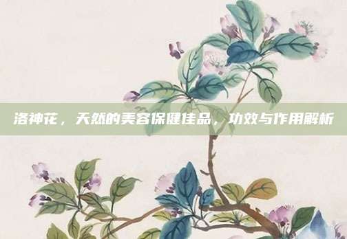 洛神花，天然的美容保健佳品，功效与作用解析