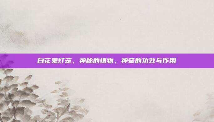 白花鬼灯笼，神秘的植物，神奇的功效与作用