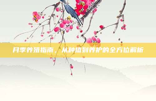月季养殖指南，从种植到养护的全方位解析