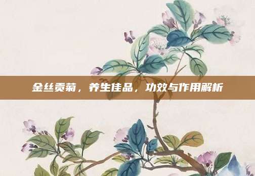 金丝贡菊，养生佳品，功效与作用解析