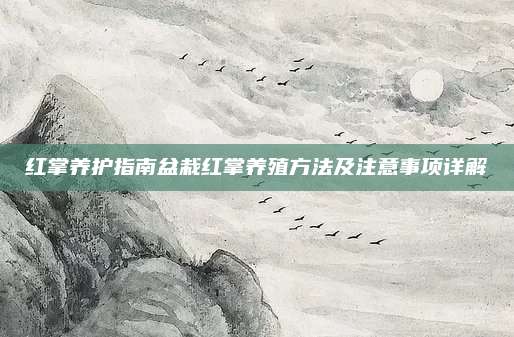 红掌养护指南盆栽红掌养殖方法及注意事项详解