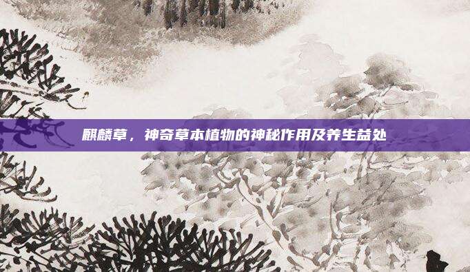 麒麟草，神奇草本植物的神秘作用及养生益处